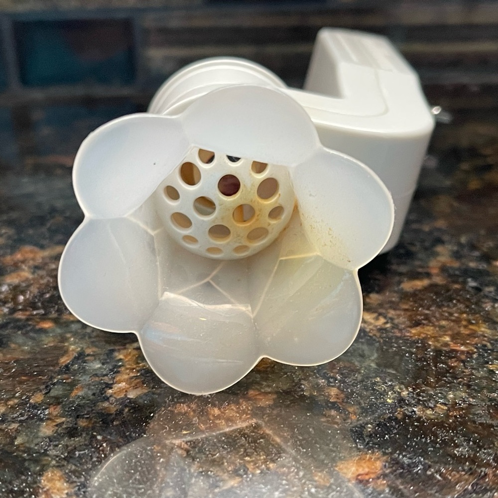 Wallflowers Plug flower. White.